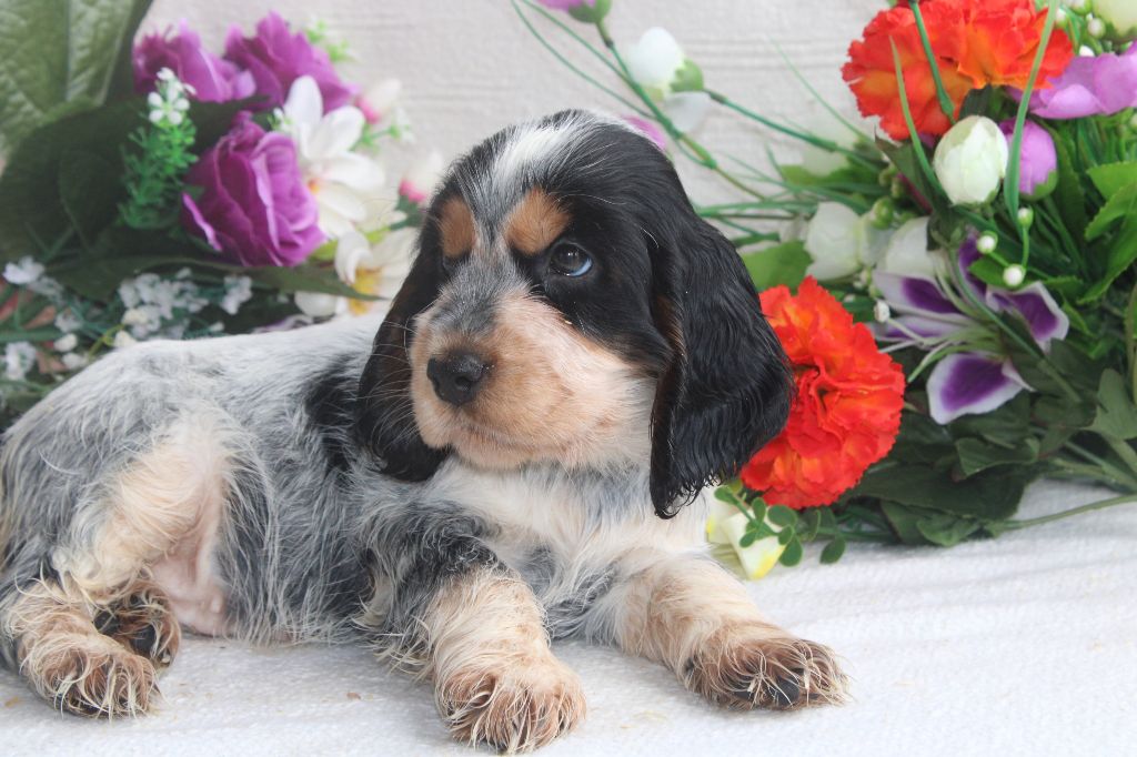 chiot Cocker Spaniel Anglais Du Royaume Des Quatre Pattes