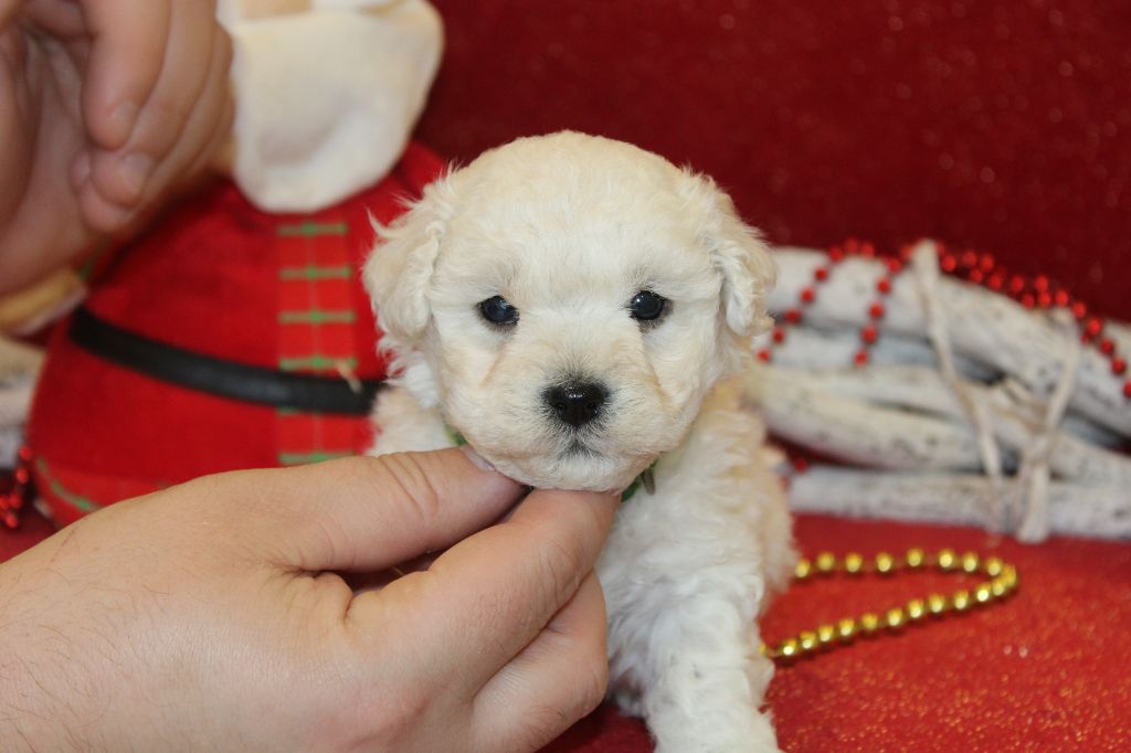 chiot Bichon Frise Du Royaume Des Quatre Pattes