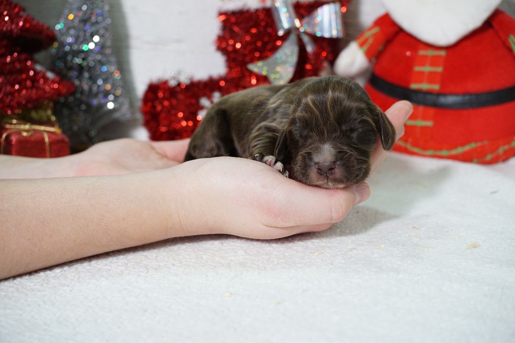 Du Royaume Des Quatre Pattes - Chiot disponible  - Cocker Spaniel Anglais