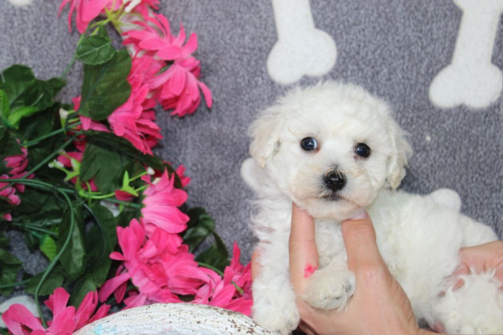 Du Royaume Des Quatre Pattes - Chiot disponible  - Bichon Frise