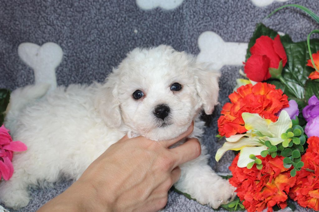 chiot Bichon Frise Du Royaume Des Quatre Pattes