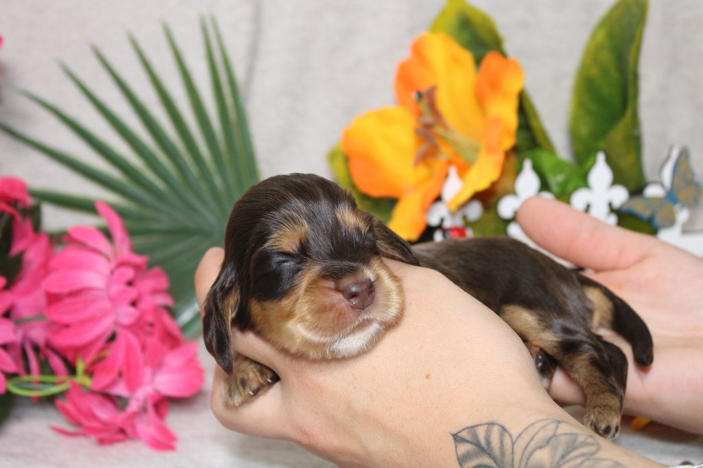 CHIOT femelle chocolat et feu collier bleu ciel