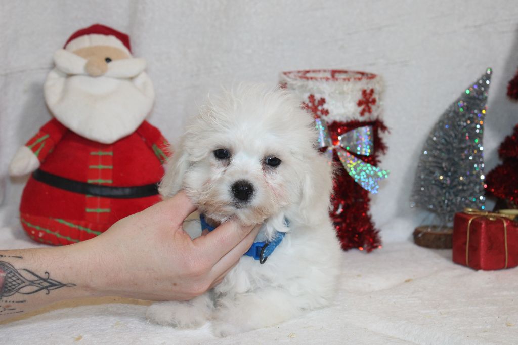 Du Royaume Des Quatre Pattes - Chiot disponible  - Bichon Frise