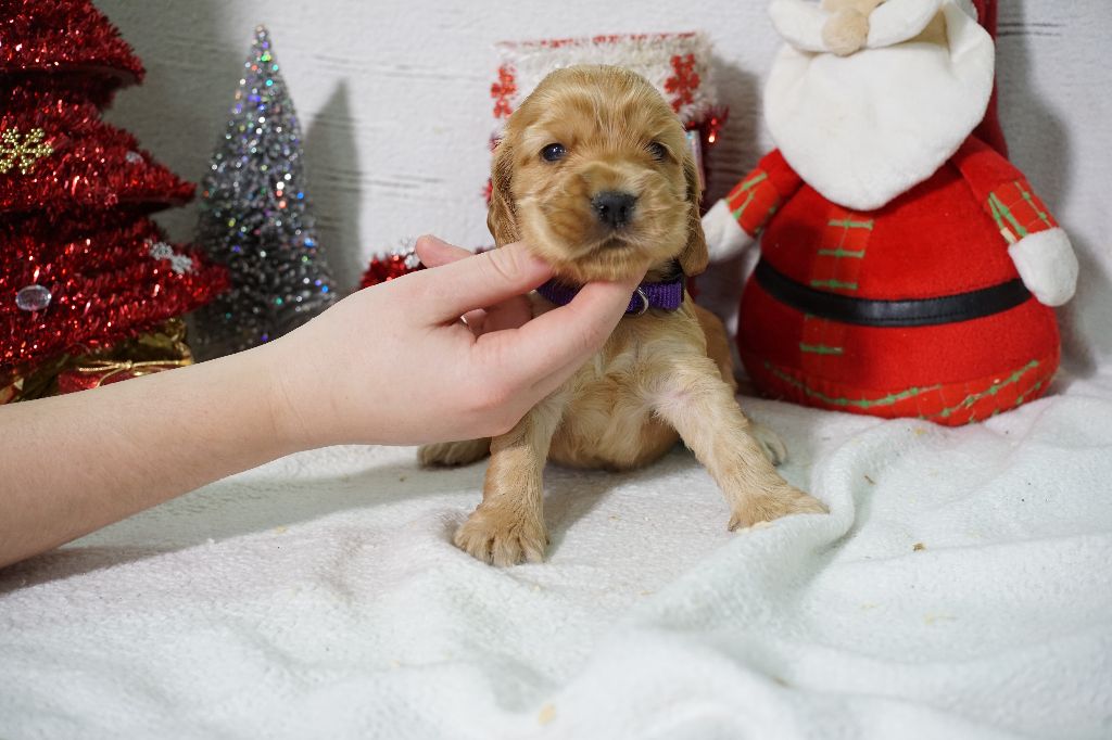 Du Royaume Des Quatre Pattes - Chiot disponible  - Cocker Spaniel Anglais