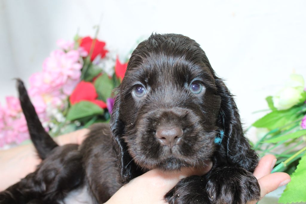 CHIOT male chocolat collier bleu