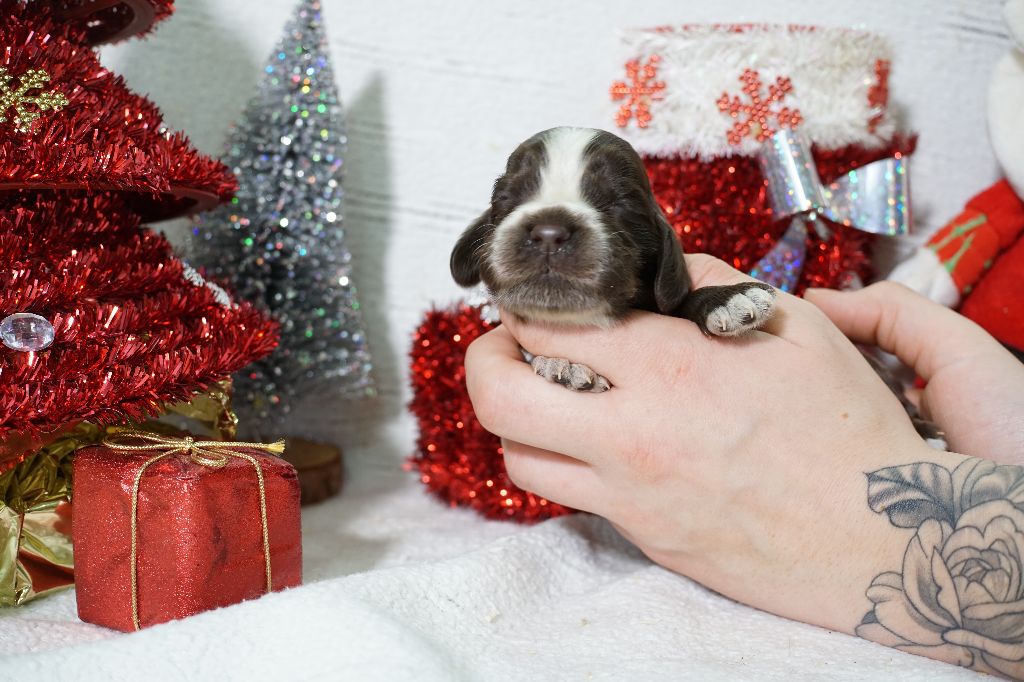 Du Royaume Des Quatre Pattes - Chiot disponible  - Cocker Spaniel Anglais