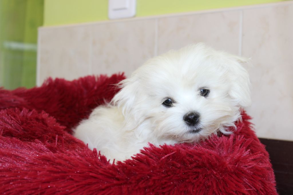 chiot Bichon maltais Du Royaume Des Quatre Pattes