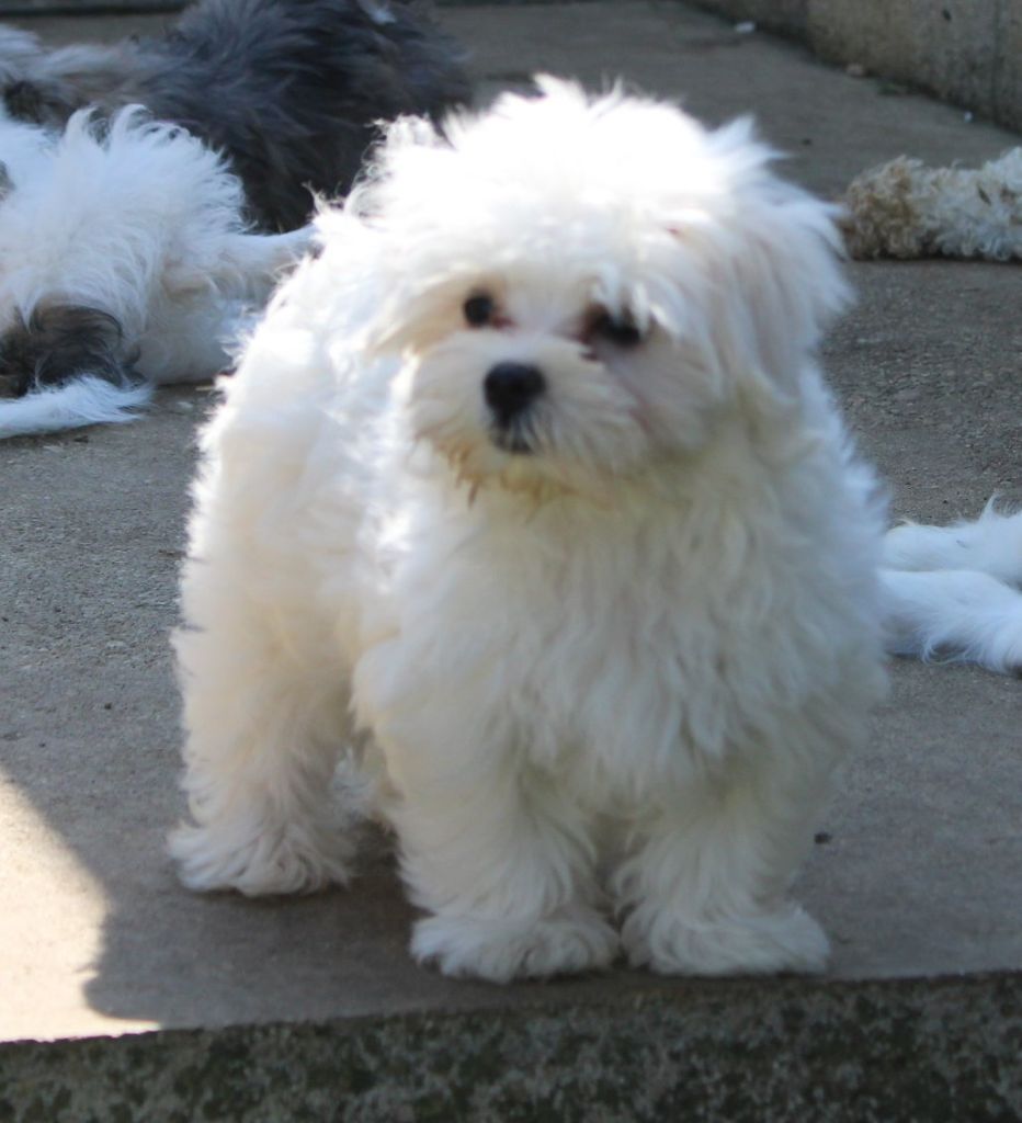 Du Royaume Des Quatre Pattes - Chiot disponible  - Bichon maltais