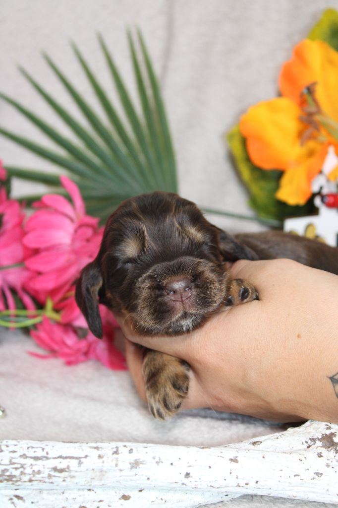 Du Royaume Des Quatre Pattes - Chiot disponible  - Cocker Spaniel Anglais