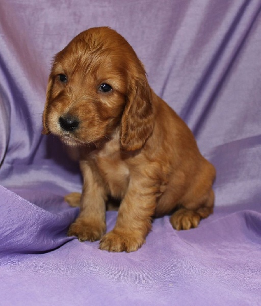 chiot Cocker Spaniel Anglais Du Royaume Des Quatre Pattes