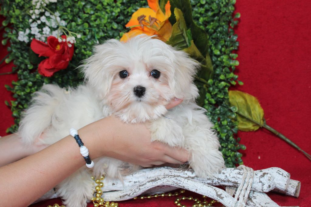 CHIOT male collier bleu