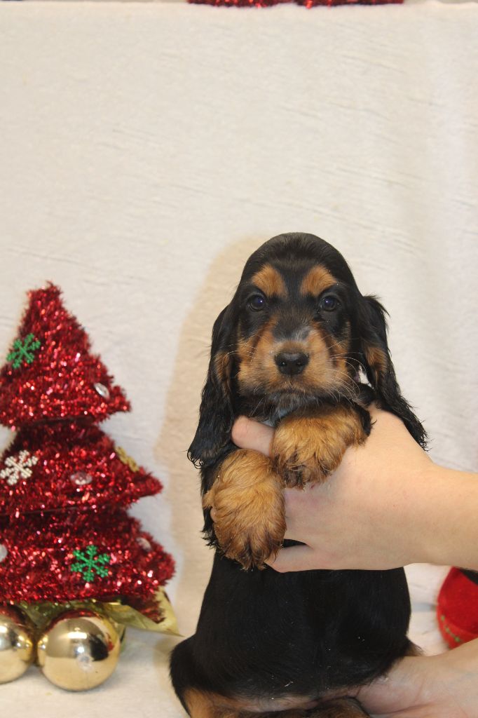 chiot Cocker Spaniel Anglais Du Royaume Des Quatre Pattes