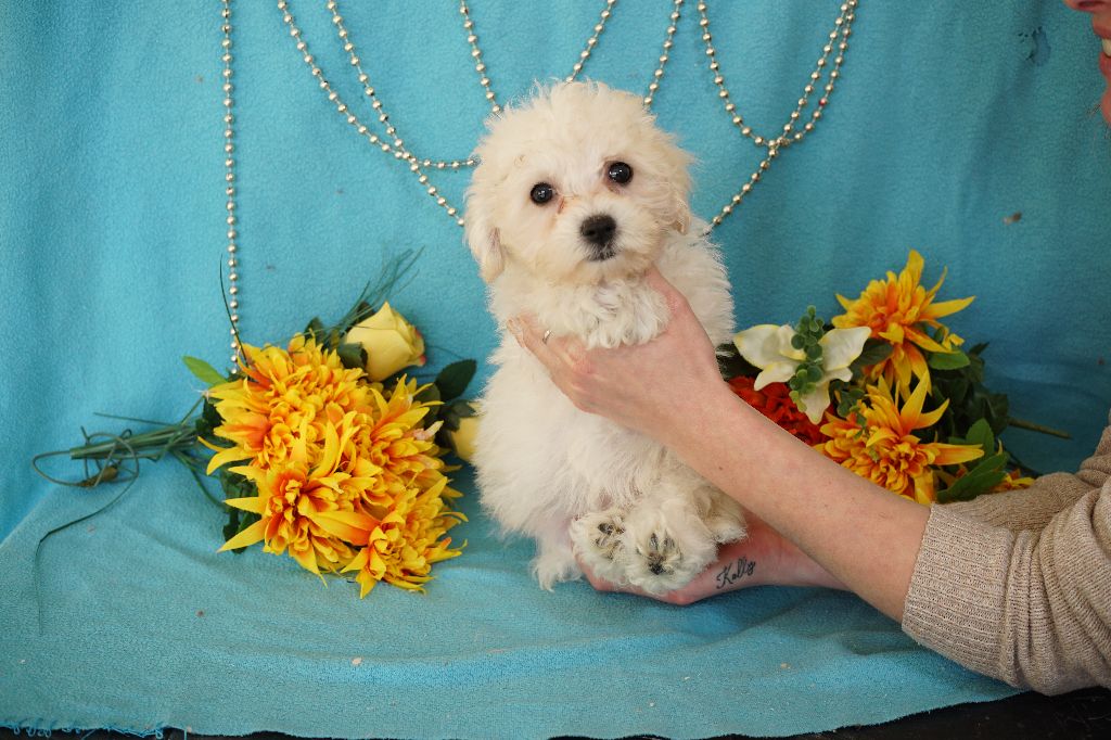 Du Royaume Des Quatre Pattes - Chiot disponible  - Bichon Frise