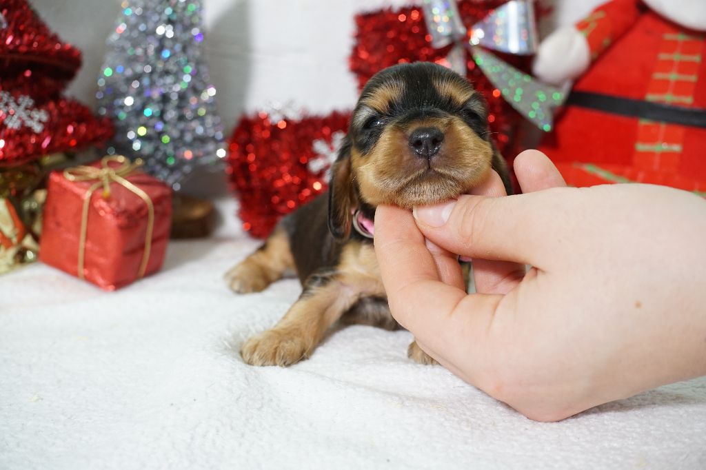 Du Royaume Des Quatre Pattes - Chiot disponible  - Cocker Spaniel Anglais