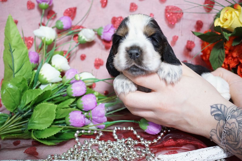 Du Royaume Des Quatre Pattes - Chiot disponible  - Cocker Spaniel Anglais