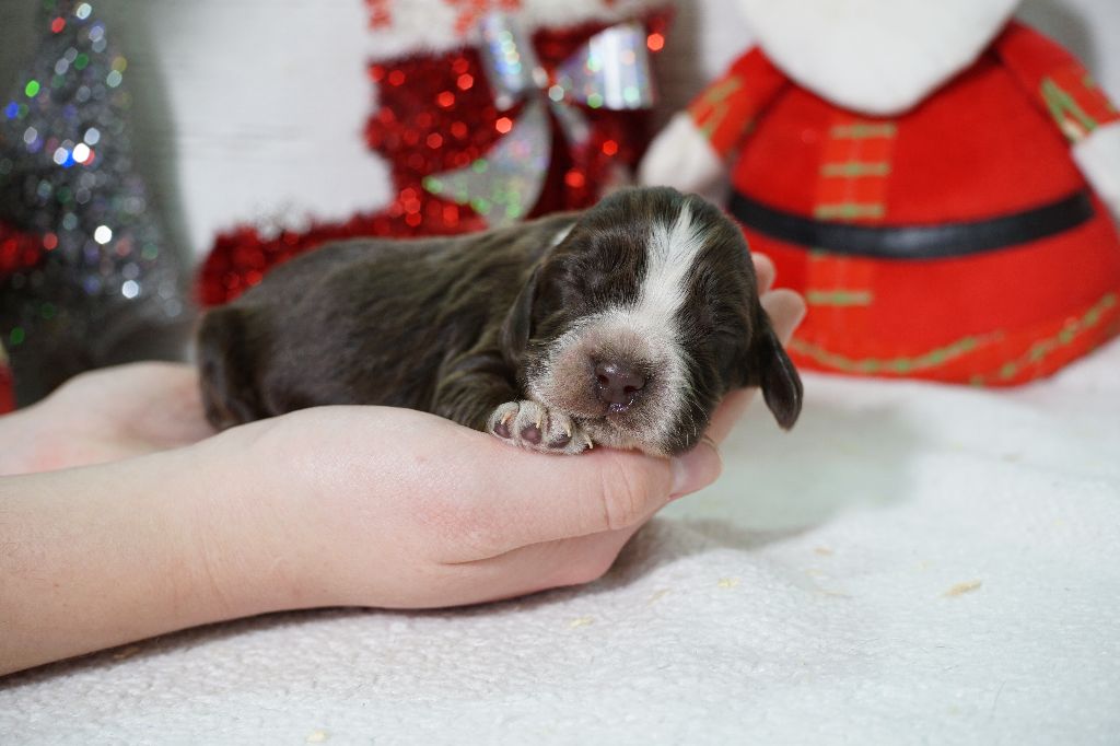 Du Royaume Des Quatre Pattes - Chiot disponible  - Cocker Spaniel Anglais