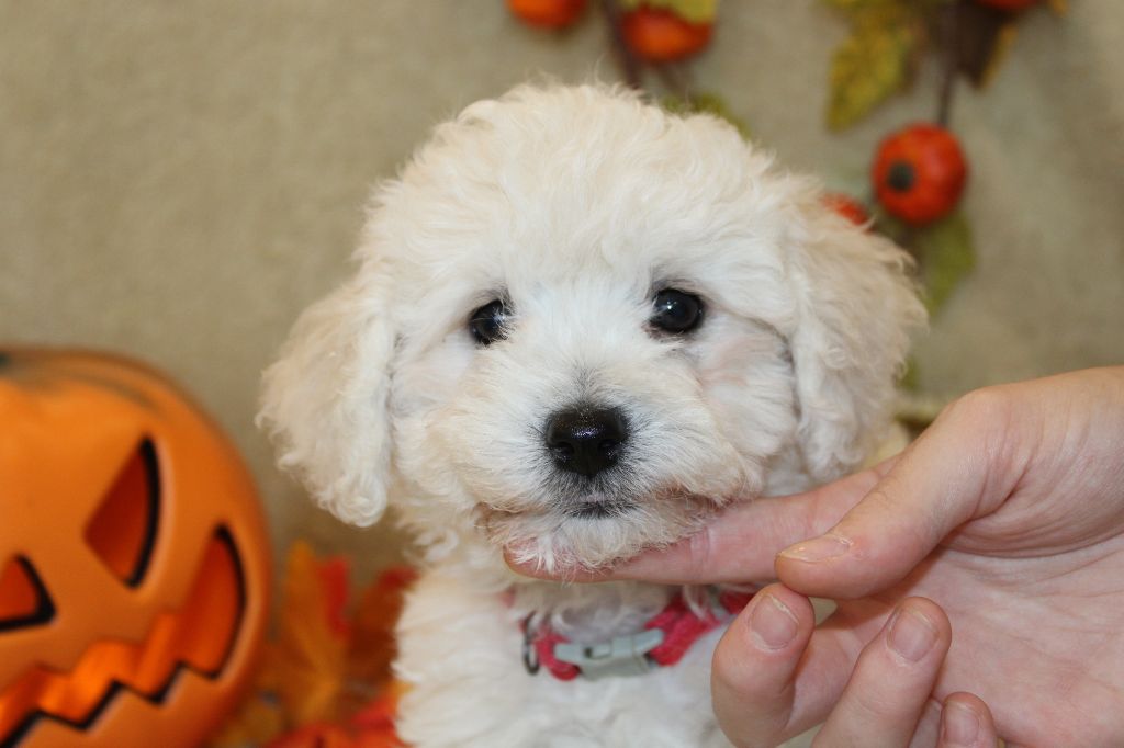 Du Royaume Des Quatre Pattes - Chiot disponible  - Bichon Frise