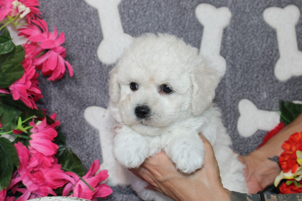 chiot Bichon Frise Du Royaume Des Quatre Pattes