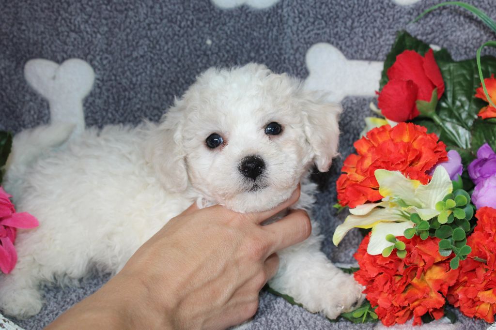 Du Royaume Des Quatre Pattes - Chiot disponible  - Bichon Frise