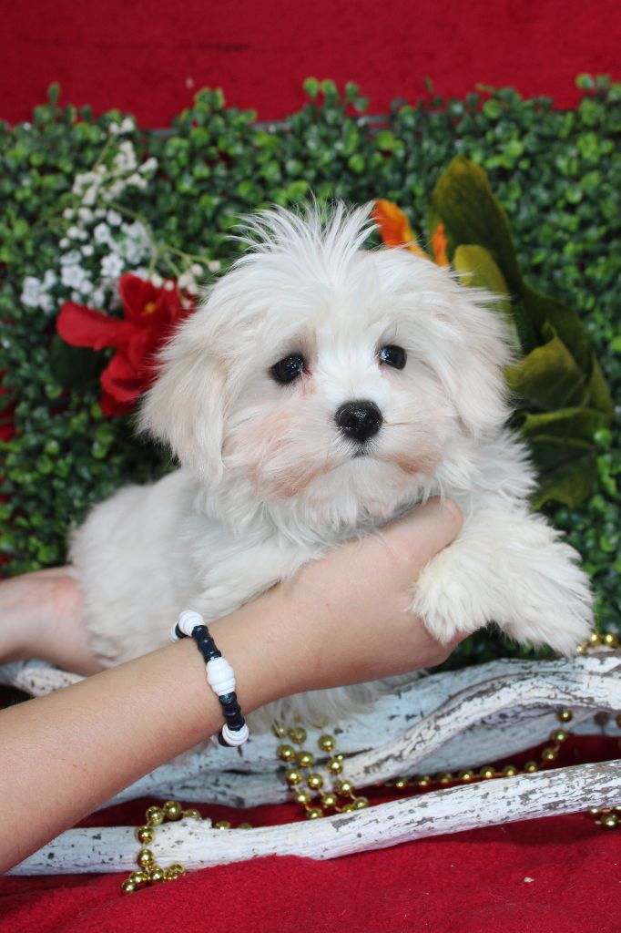 chiot Bichon maltais Du Royaume Des Quatre Pattes