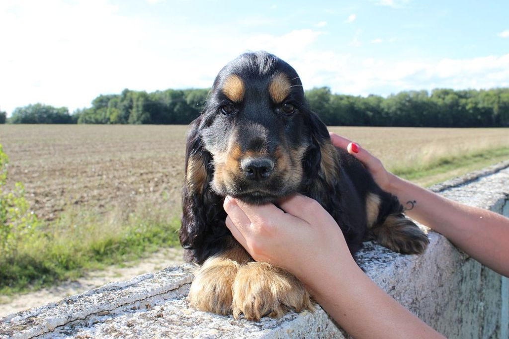 chiot Cocker Spaniel Anglais Du Royaume Des Quatre Pattes