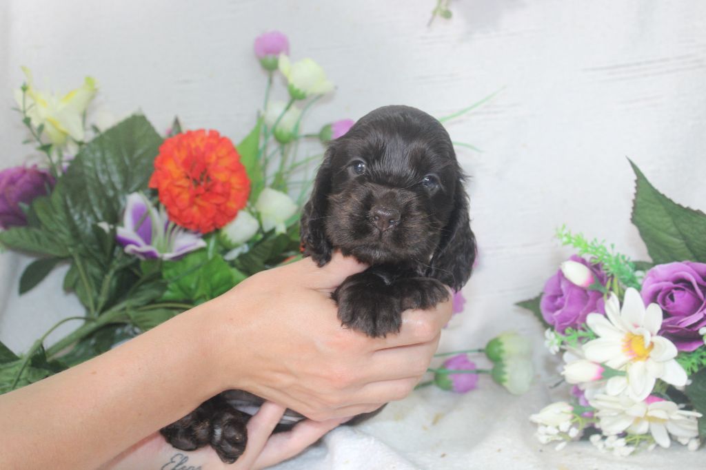 Du Royaume Des Quatre Pattes - Chiot disponible  - Cocker Spaniel Anglais