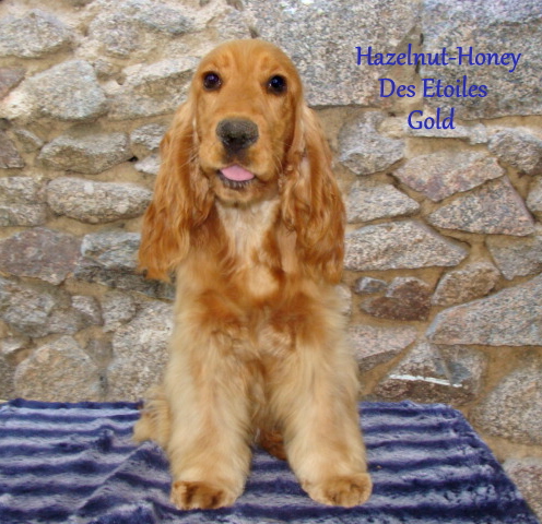 Hazelnut honey Des Etoiles Gold