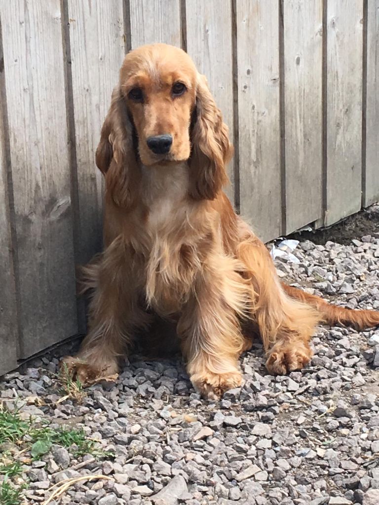 Oup's Du Royaume Des Quatre Pattes