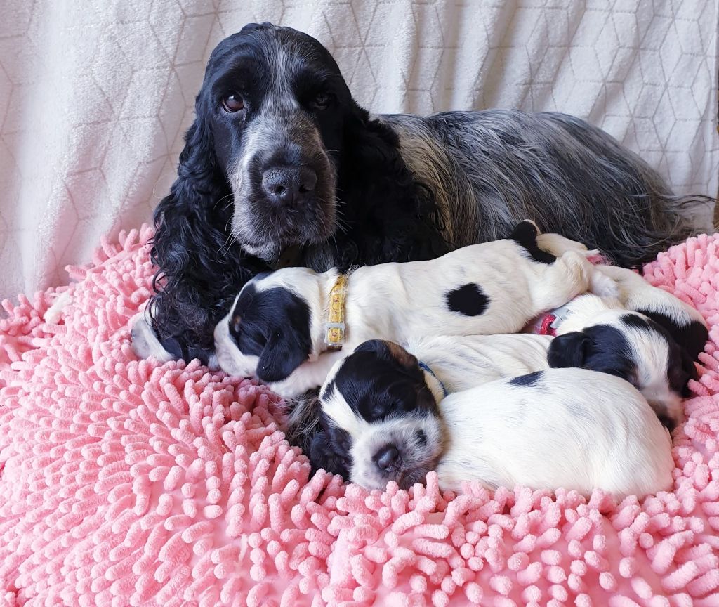 Osiris Du Royaume Des Quatre Pattes