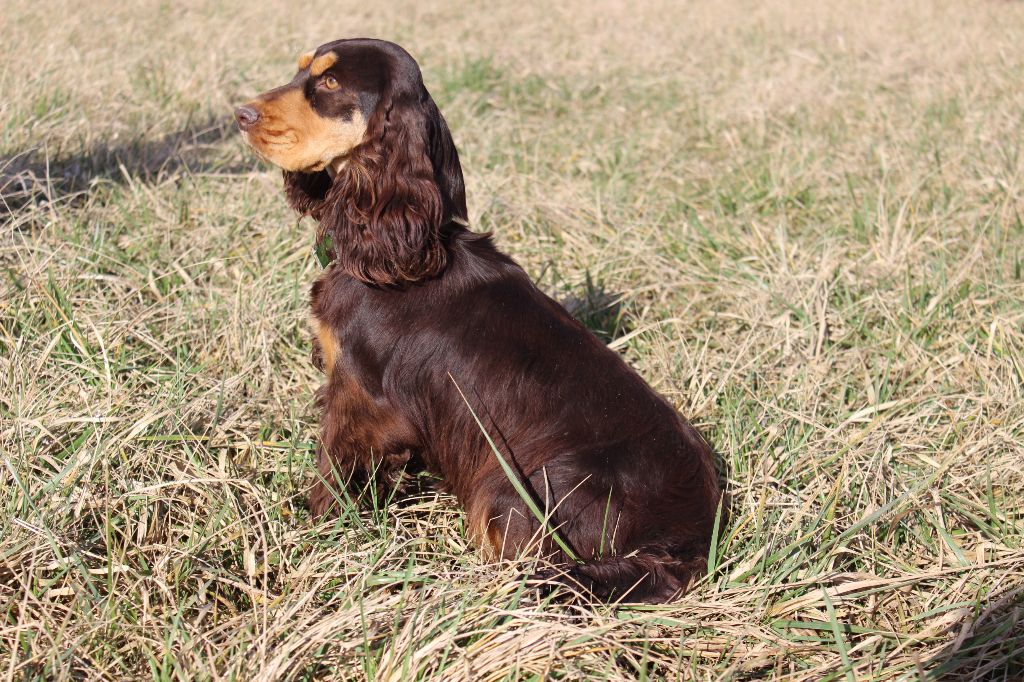 Radieuse Du Royaume Des Quatre Pattes
