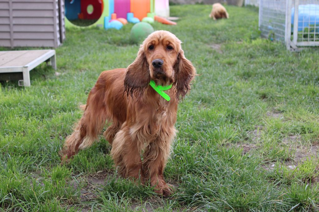 Ulahoup Du Royaume Des Quatre Pattes