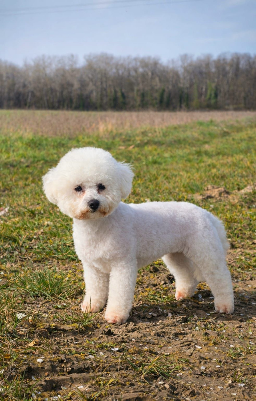 Vichy Du Royaume Des Quatre Pattes