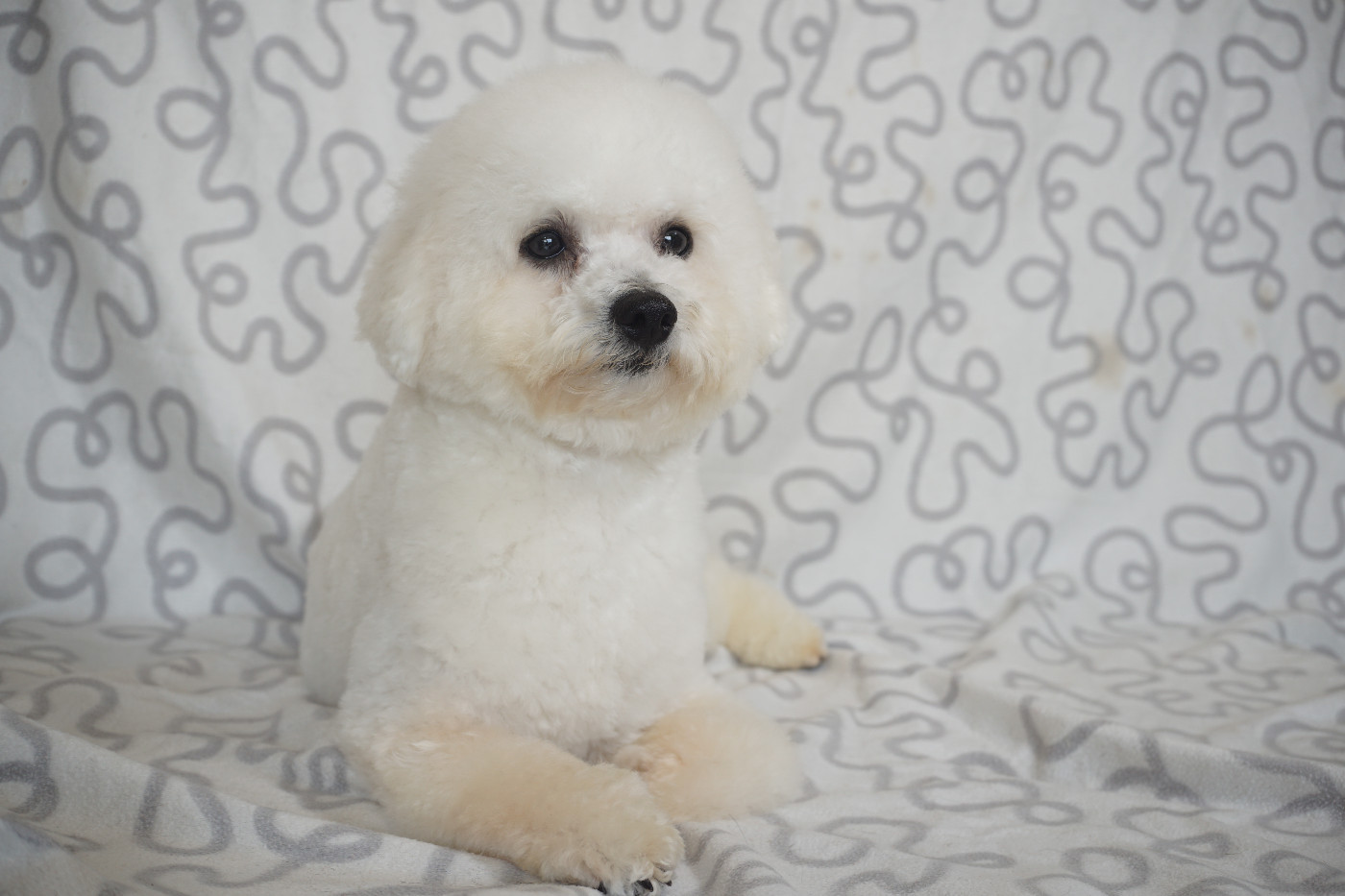 VIP Du Royaume Des Quatre Pattes