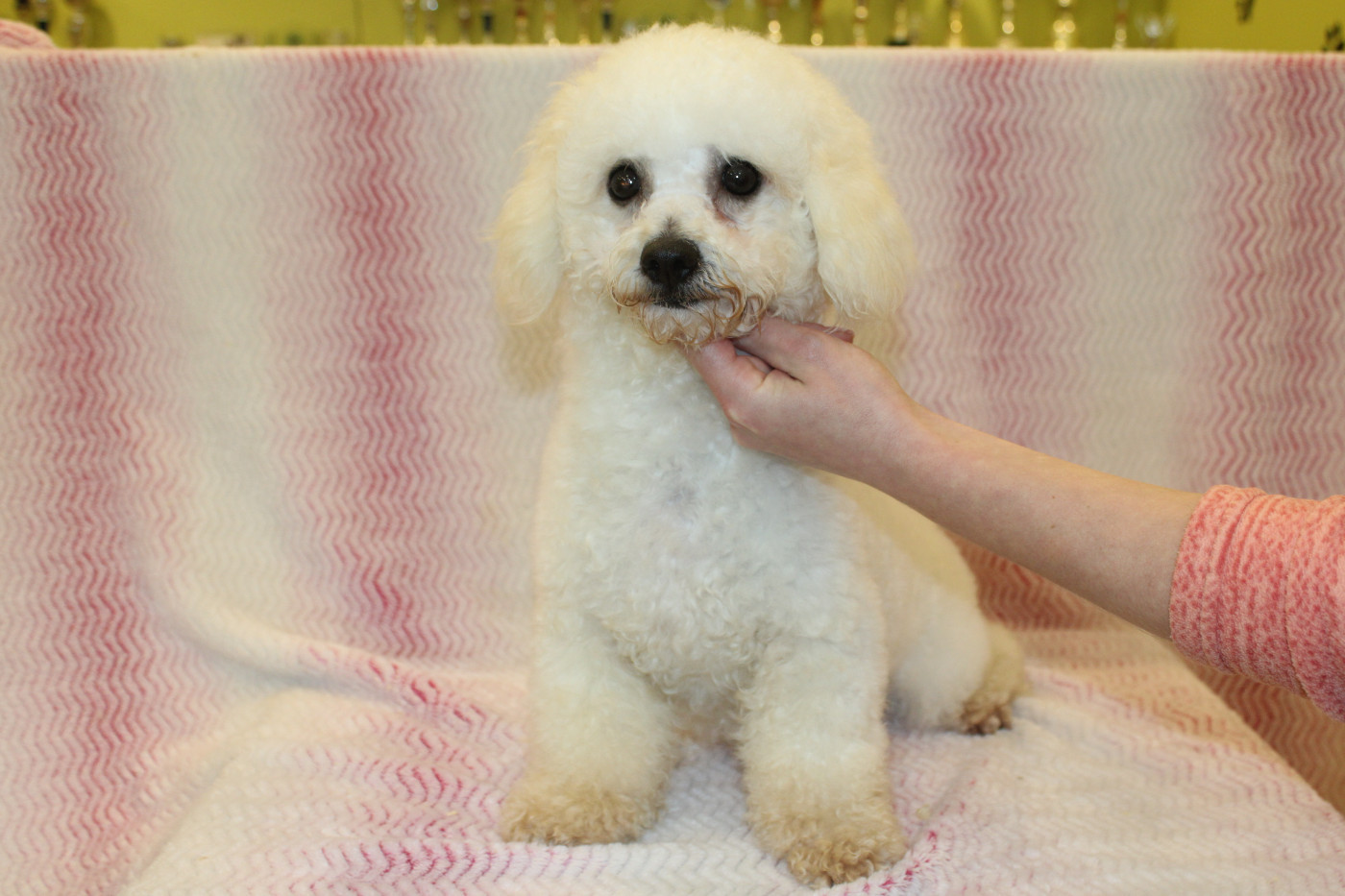 Upsie Du Royaume Des Quatre Pattes