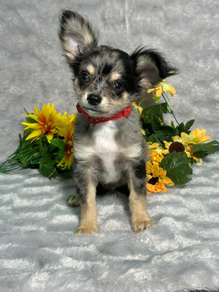 Portee chihuahuas Sashimi & Twist