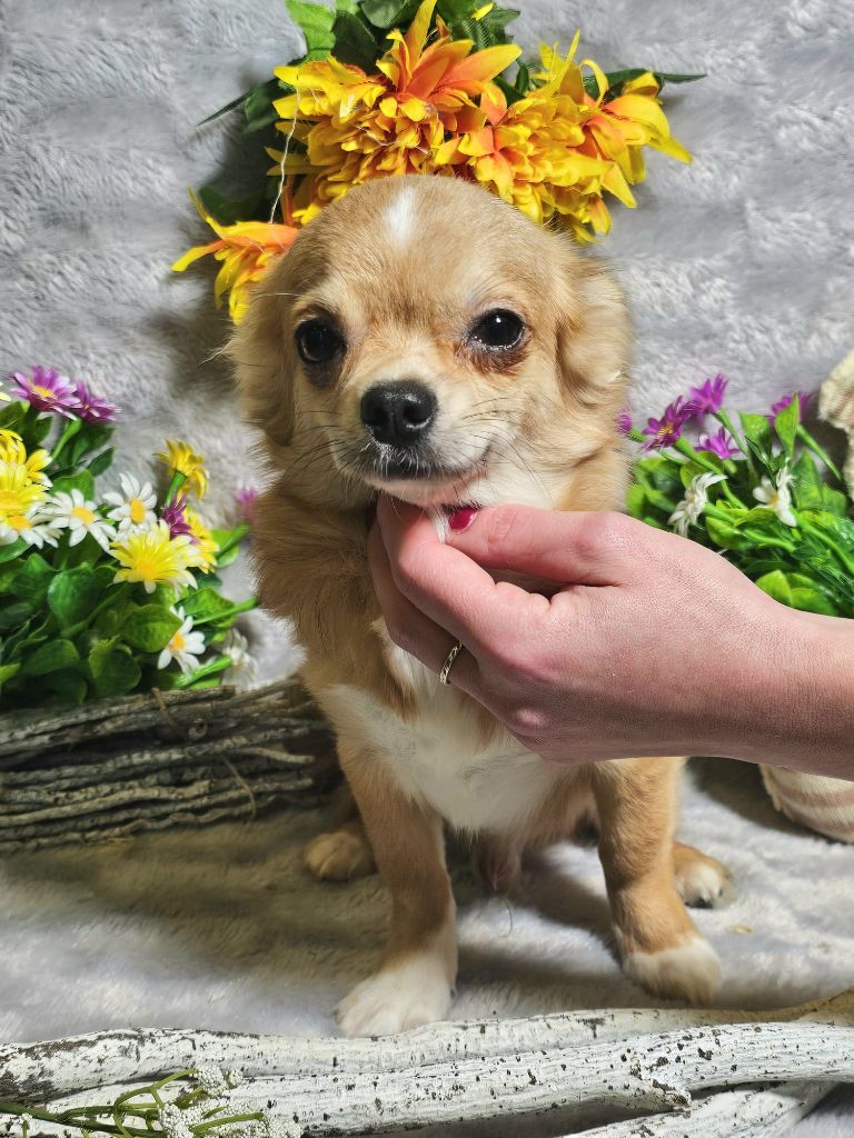 Portee chihuahuas Sushi & Twist