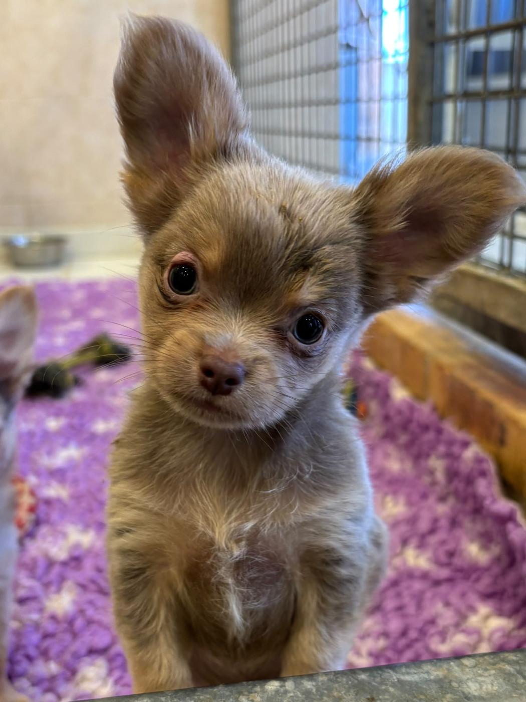 Du Royaume Des Quatre Pattes - Male lila et feu disponible