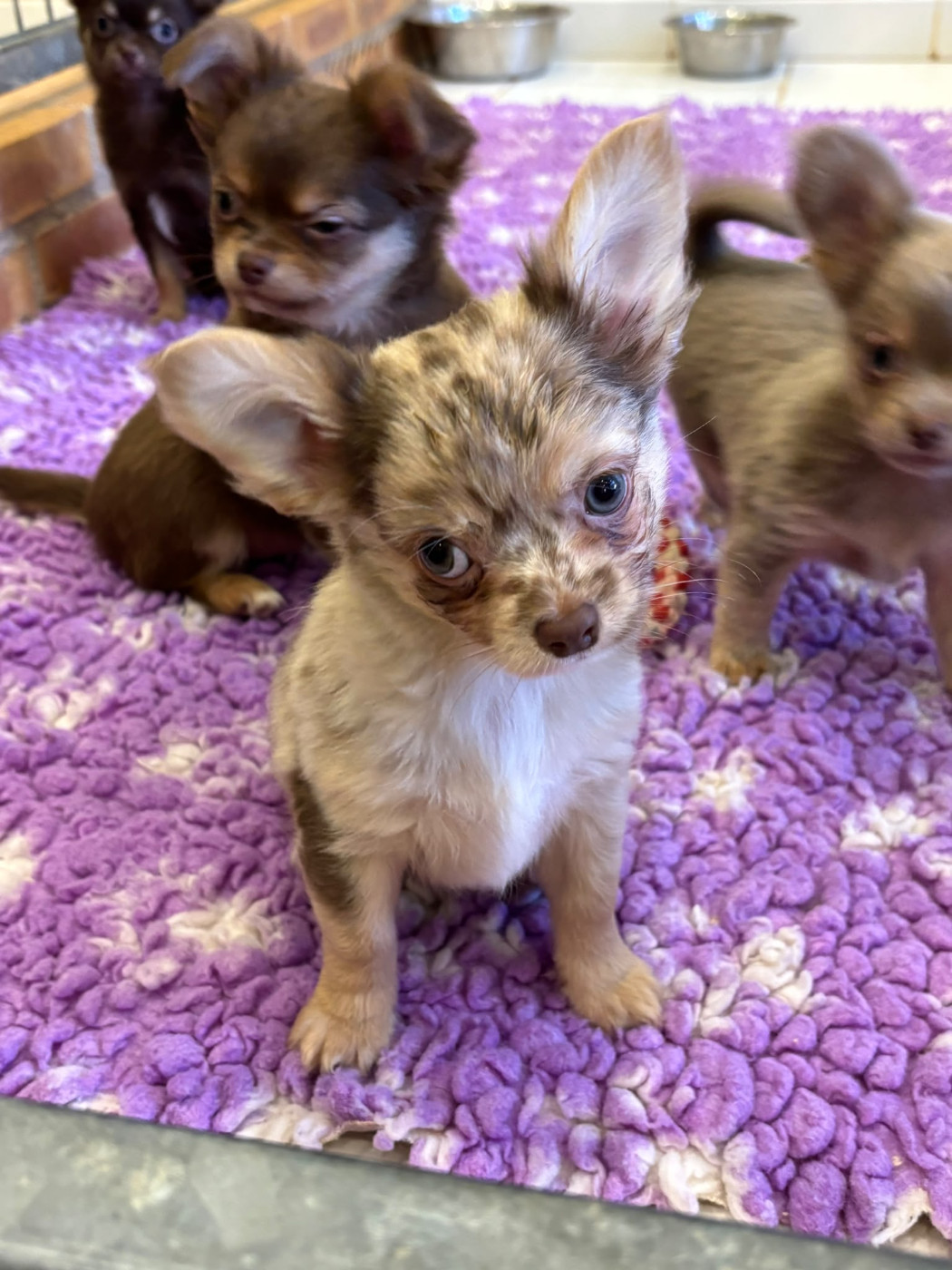 Du Royaume Des Quatre Pattes - Male merle disponible
