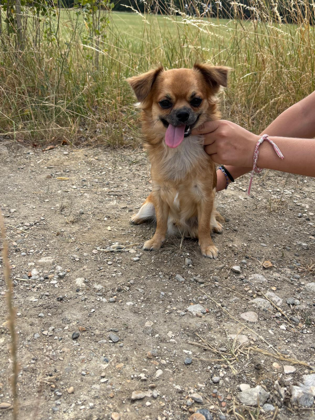 Du Royaume Des Quatre Pattes - Male fauve disponible