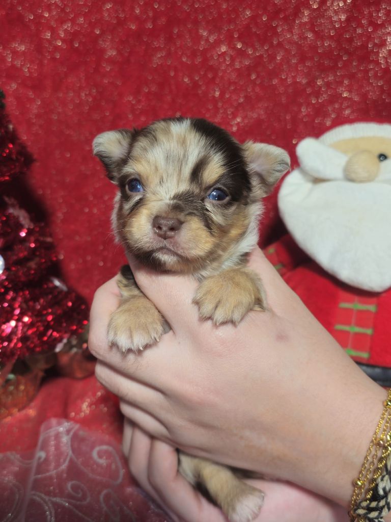 Portee chihuahuas Razmotte & Twist