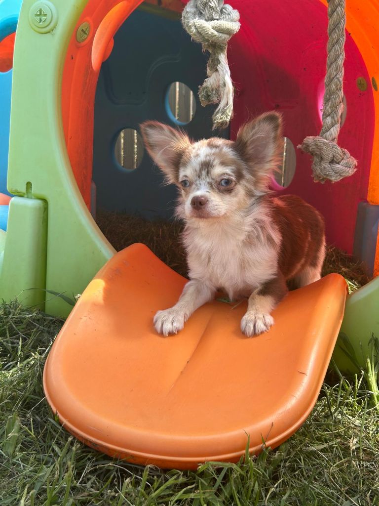 Male merle dispo de suite ( Yeux bleus) collir vert