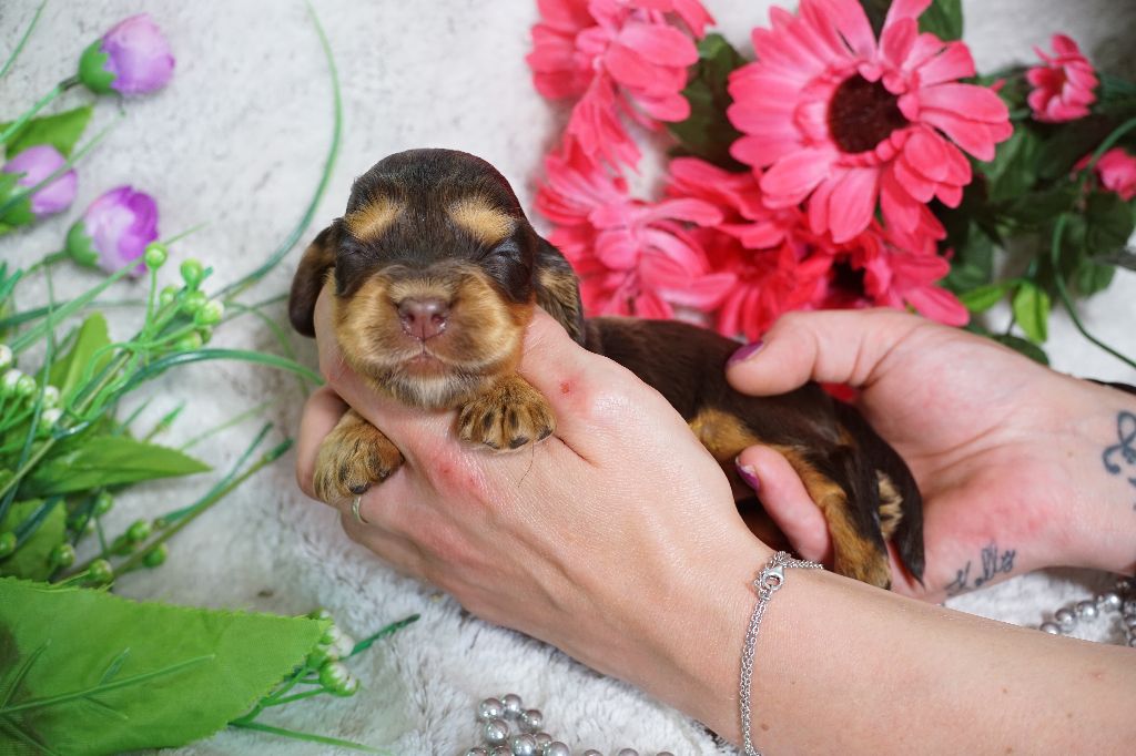 Du Royaume Des Quatre Pattes - Chiots disponibles - Cocker Spaniel Anglais