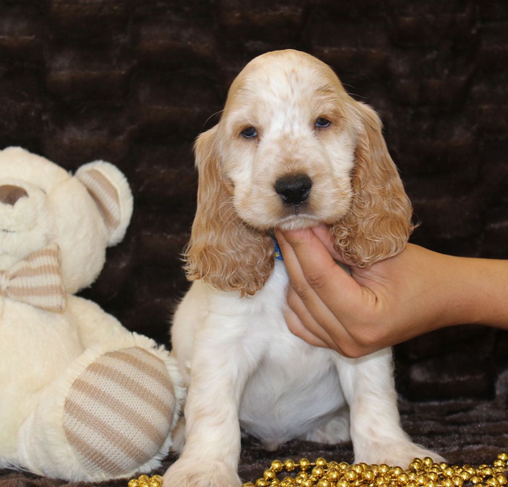 Chiot Cocker Spaniel Anglais Du Royaume Des Quatre Pattes