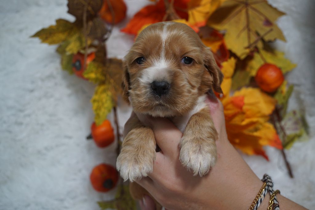 Du Royaume Des Quatre Pattes - Chiots disponibles - Cocker Spaniel Anglais