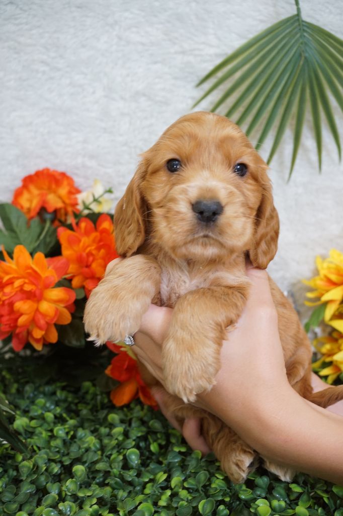 Du Royaume Des Quatre Pattes - Chiots disponibles - Cocker Spaniel Anglais
