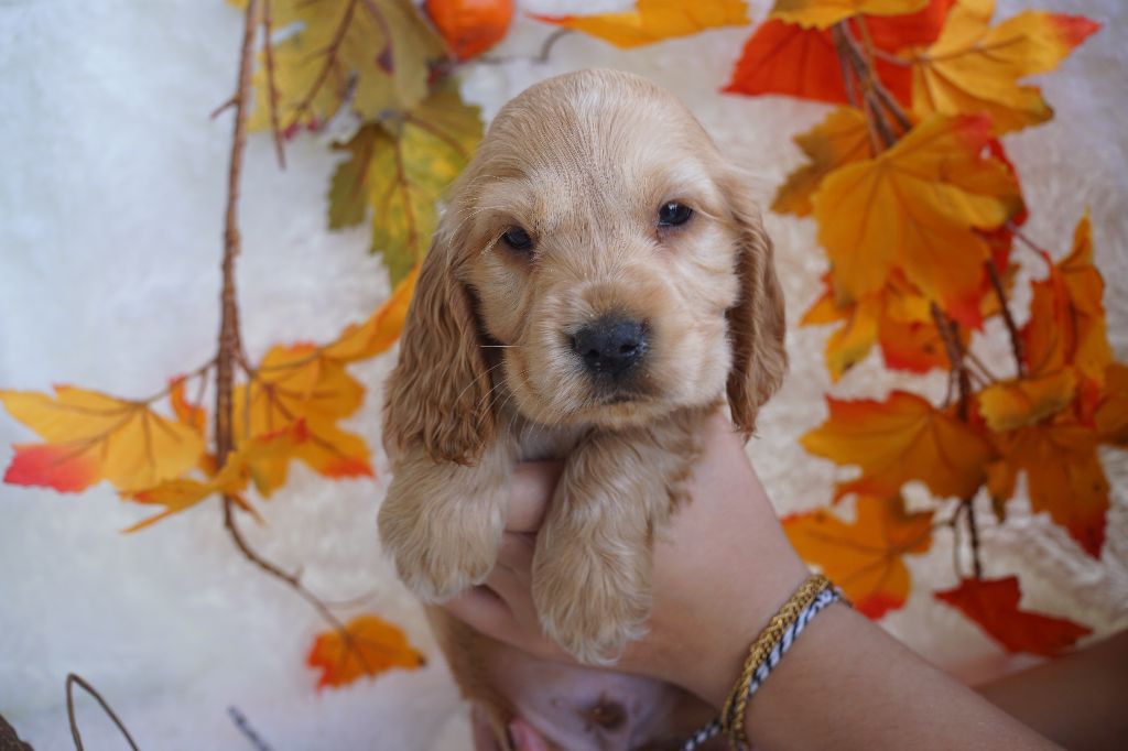Du Royaume Des Quatre Pattes - Chiots disponibles - Cocker Spaniel Anglais
