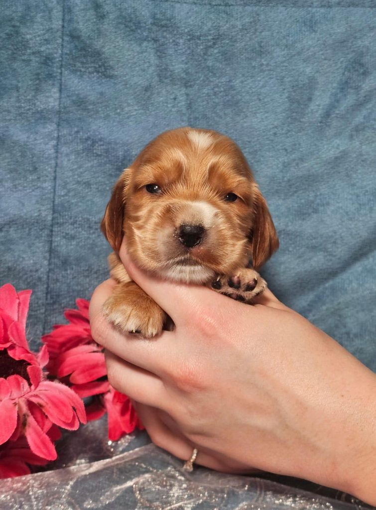 Du Royaume Des Quatre Pattes - Chiots disponibles - Cocker Spaniel Anglais