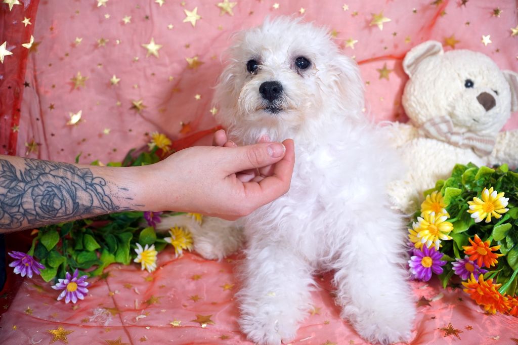 Du Royaume Des Quatre Pattes - Chiots disponibles - Bichon Frise