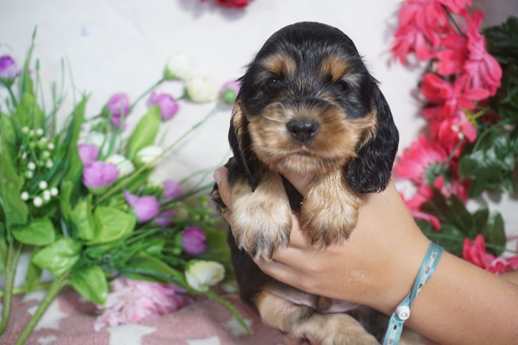 Du Royaume Des Quatre Pattes - Cocker Spaniel Anglais - Portée née le 19/07/2025