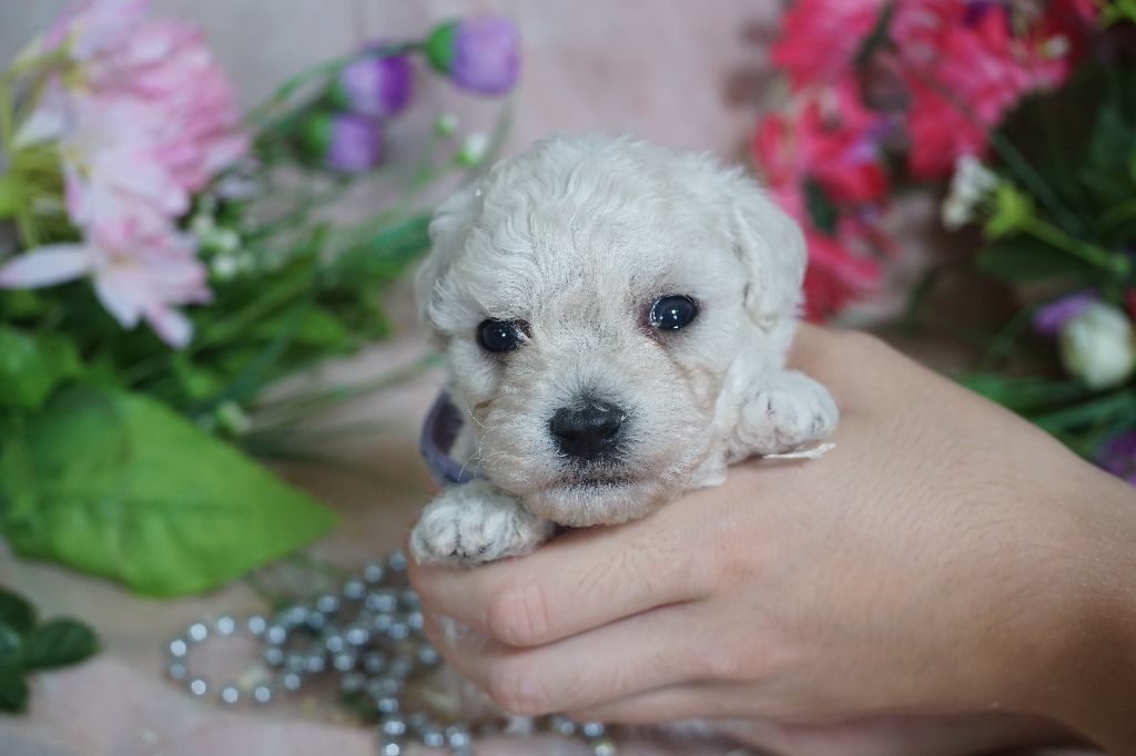 Du Royaume Des Quatre Pattes - Chiots disponibles - Bichon Frise